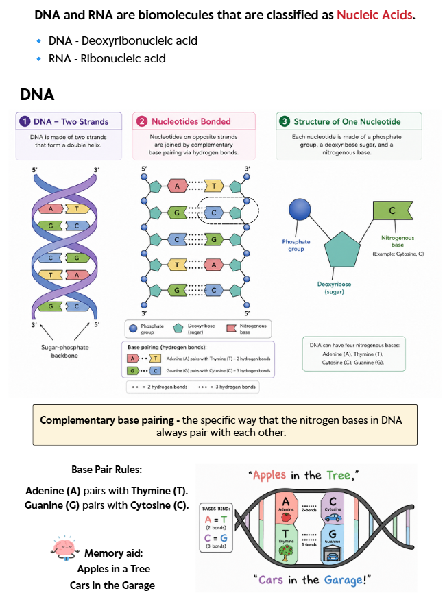 Pre-order Bundle Deal Biology and Chemistry Book