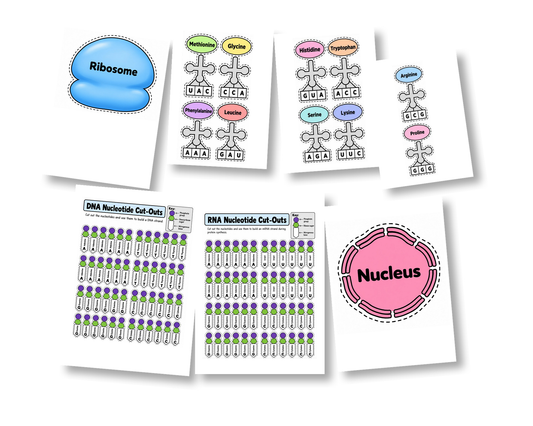 Protein Synthesis Model